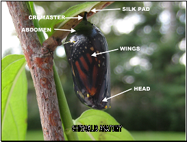 monarch chrysalis anatomy