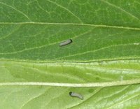 monarch caterpillar