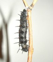 mourning cloak chrysalis